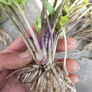 中草药生新鲜毛茛草紫茎扬子毛莨500g茴茴蒜肝外敷起泡草神仙草