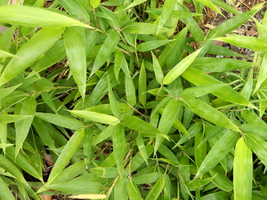 新鲜竹子叶竹叶竹叶尖竹枝条 草药材 竹叶茶竹子竹竿根茎现采现发