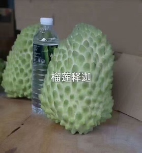 新品释迦苗榴莲释迦番荔枝佛陀佛头果嫁接苗阳台庭院盆栽地栽树苗