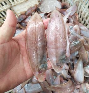 野生龙利鱼(非巴沙鱼)小塌米鱼 舌头鱼