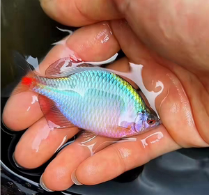 鳑鲏鱼小型鱼七彩鱼淡水鱼热带鱼好养易活溪流缸除藻原生群观赏鱼