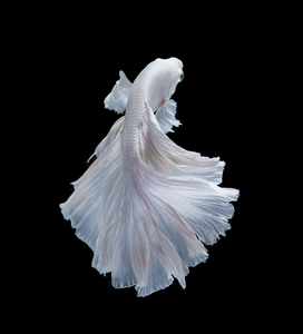 纯白泰国半月斗鱼婚纱鱼珠光肉粉红色小型热带淡水观赏活体宠物鱼