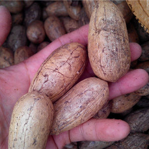 佛心果红皮老果彩果金包玉鸿运当头释迦菩提空心菩提千眼菩提原籽