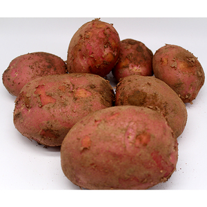 会泽红皮新鲜土豆 10斤包邮 坏包赔 洋芋 当天发货