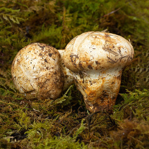 野生老人头菌新鲜特级云南特产仙人头非干货乳头蘑菇500g鲍鱼菇
