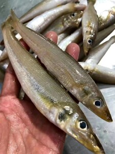 电白博贺港深海海钓沙尖鱼天然沙丁鱼小海冰箱杂鱼鲜活沙钻仔