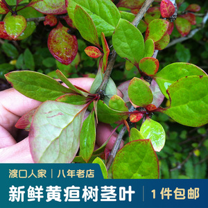 无锡黄疸树茎叶新鲜现采药材三颗针庐山小檗树干黄丹树根枝叶子