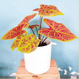 彩叶芋盆栽 五彩芋绿植甲醛客厅植物空气竹芋