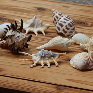 鱼缸造景家居过滤好材料摆件白碎珊瑚贝壳海螺珊瑚花水族馆装饰品