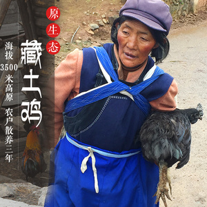 整只云南高原放养3年老藏土鸡公母鸡正宗尼西农家散养走地笨土鸡