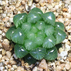 姬玉露 冰灯玉露 多肉植物 十二卷类 室内绿植盆栽 多肉玉露组合