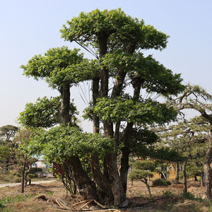 促对节白蜡老桩造型树盆景庭院园林绿化景观树大型植物对接白腊观