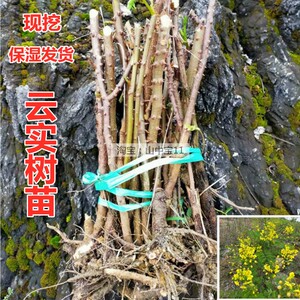 云实树苗 栏杆刺苗围栏刺苗斗米虫树苗 倒钩刺苗云实苗80元8棵