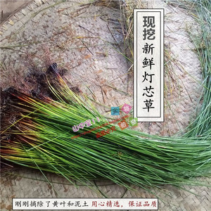 新鲜药材常绿灯心草灯芯草龙须草盆栽易养多生年植物苗水培土培