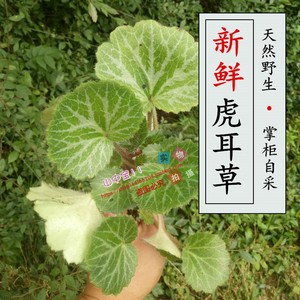 新鲜虎耳草500克 野生药材 老虎草 金丝荷叶 虎耳草鲜货现采包邮