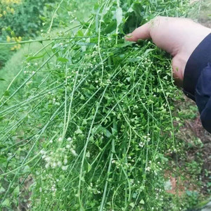 三月三野生老荠菜新鲜带根花籽整株月子煮水 野菜晒干煮鸡蛋 现挖