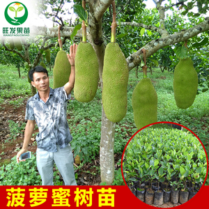马来西亚四季菠萝蜜苗海南树菠萝嫁接菠萝蜜树苗红肉菠萝蜜果树苗