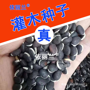 灌木种子葛藤刺槐多花木兰胡枝子木豆山毛豆小冠花猪屎豆紫穗槐籽