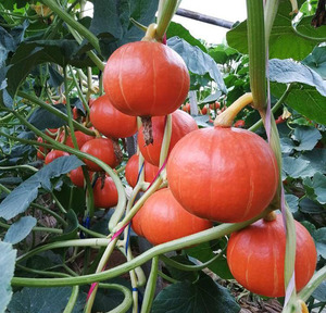 日本板栗南瓜红栗王京丰种子红贝贝香面春季夏季专用阳台蔬菜种孑