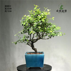 小型无刺枸骨树盆景金玉满堂红无刺构骨老桩别墅庭院绿化四季常青