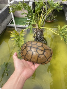 皖南小青龟小青苗北种石金钱龟三黄小青头龟中华草龟黄喉小青龟