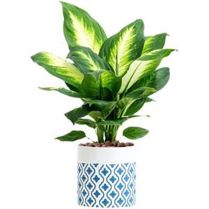 万年青盆栽玛丽安粉黛银皇后室内绿植好养办公室客厅除吸甲醛植物