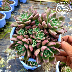 油漆桶无砍大群 新品贵货好养多肉植物植物云南货包邮