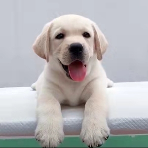 纯种拉布拉多幼犬cku赛级导盲犬神犬双血统家庭短毛活体宠物狗