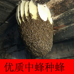 活体中华蜜蜂 笼蜂 中蜂蜂群 中蜂蜂王 土蜂群 种王 双色王蜂群