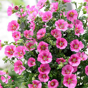 小木槿优雅女士