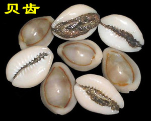 紫贝齿