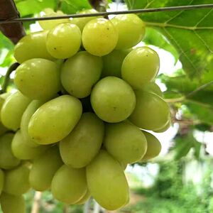 嫁接秋天清脆玉龙玫瑰 甜地球葡萄苗中熟新品种果树 南方北方种植