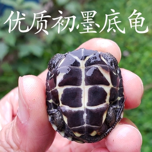 草龟活物中华2巴西龟大小乌龟活体观赏乌龟活物草龟家养宠物母龟