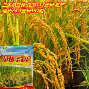 000人付款淘宝超优千号 湘两优900 袁隆平第五期超级稻杂交水稻种子