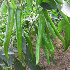 新杭椒八号杭椒尖椒种子秧幼苗孑早熟春季四季盆栽微辣特辣蔬菜苗