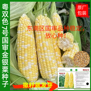 200g广东农科院新育成国审粤双色7号金银甜玉米种子黄白粒粟米种