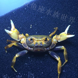 广州螃蟹