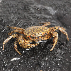 苏拉威西豹点蟹深水蟹宠物活体鱼缸水族螃蟹热带观赏蟹可混养