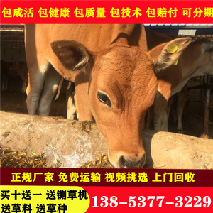 肉牛犊出售活牛小牛仔鲁西黄牛西门塔尔牛犊活体母牛活苗养殖技术