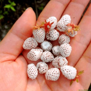 黄毛草莓地泡白草莓五叶锈毛野草莓庭院阳台窗台口腔泌尿药材盆栽