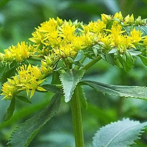 救心菜费菜养心草土三七自然生长养生泡茶煲汤泡酒农家中药材优质