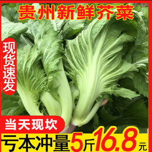 贵州青菜新鲜大叶芥菜宽帮泡青菜无筋芥菜可腌制酸菜新鲜蔬菜