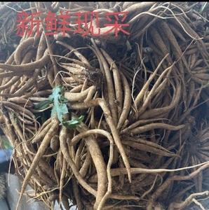 干 湿 熟 利叶刺,野红花猪母刺鸡角刺鸡公刺头千针草tb636091428558