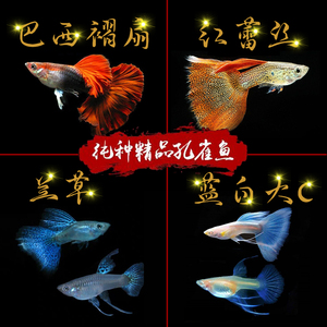 纯种精品孔雀鱼活体红黄蕾丝天空蓝小型观赏鱼凤尾鱼热带鱼好养活