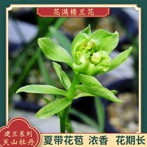 花满楼兰花苗建兰四季兰奇花天山牡丹原生老种夏带花苞浓香型好养