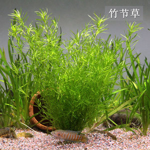 竹节草鱼缸水族箱造景观赏鱼虾躲避净化水质淡水新手易养阴性水草