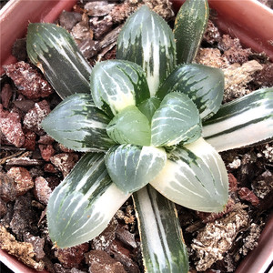 糯玉露锦 糯米玉露锦 一物一拍 瓦苇十二卷 多肉植物