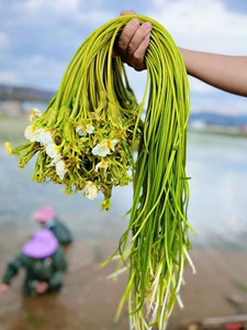 云南特产大理洱海水性杨花新鲜蔬菜现摘丽江泸沽湖海菜花21人付款16
