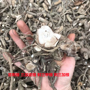 白簕根 三加皮 中药材 刺三加 刺三甲 苦刺头 刺纯根干品50