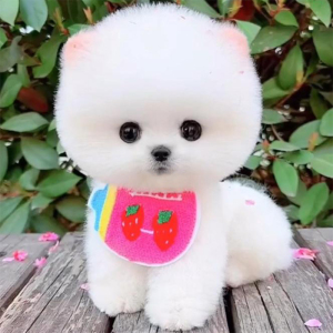 茶杯犬纯种博美幼犬宠物狗狗活物真狗比熊犬小奶狗泰迪小型犬小狗